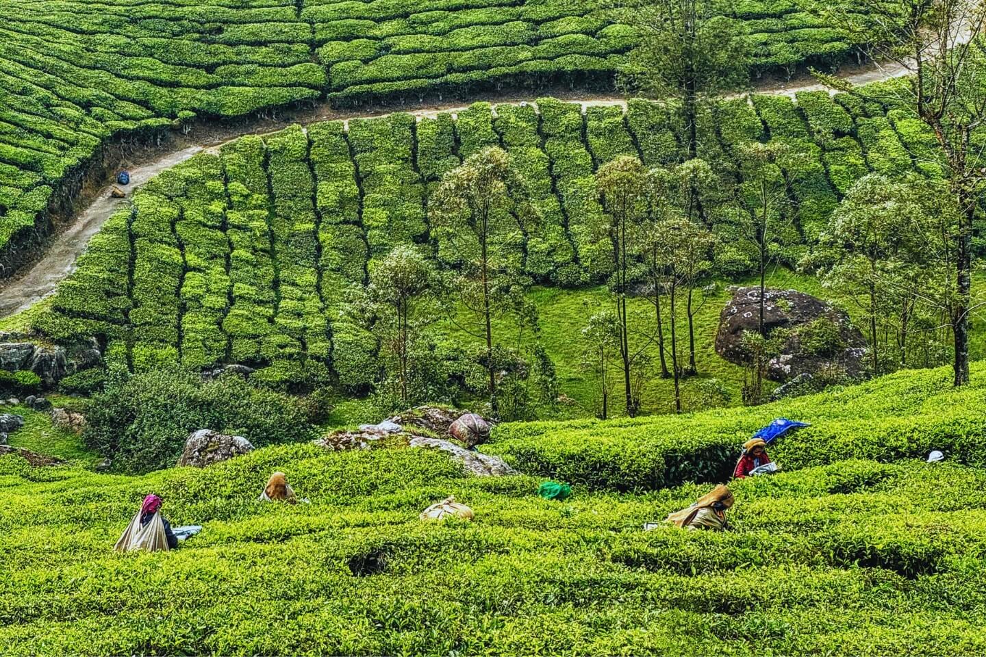 Munnar